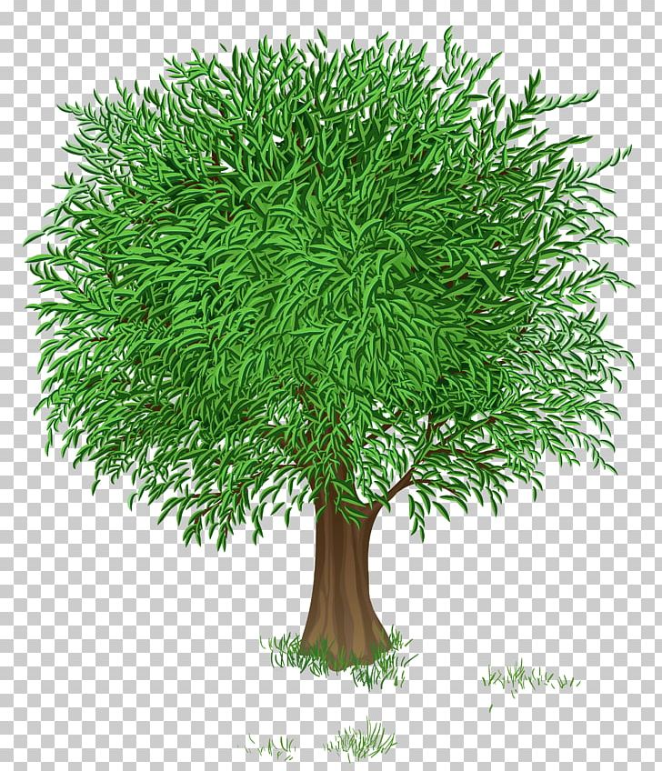 Tree Green Branch PNG, Clipart, Branch, Clip Art, Desktop Wallpaper, Digital Image, Evergreen Free PNG Download