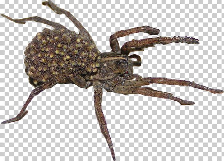 Wolf Spider Goliath Birdeater Orb-weaver Spiders Spider Web PNG, Clipart, Arachnid, Araneus, Arthropod, Eicocon, Golden Silk Orbweaver Free PNG Download