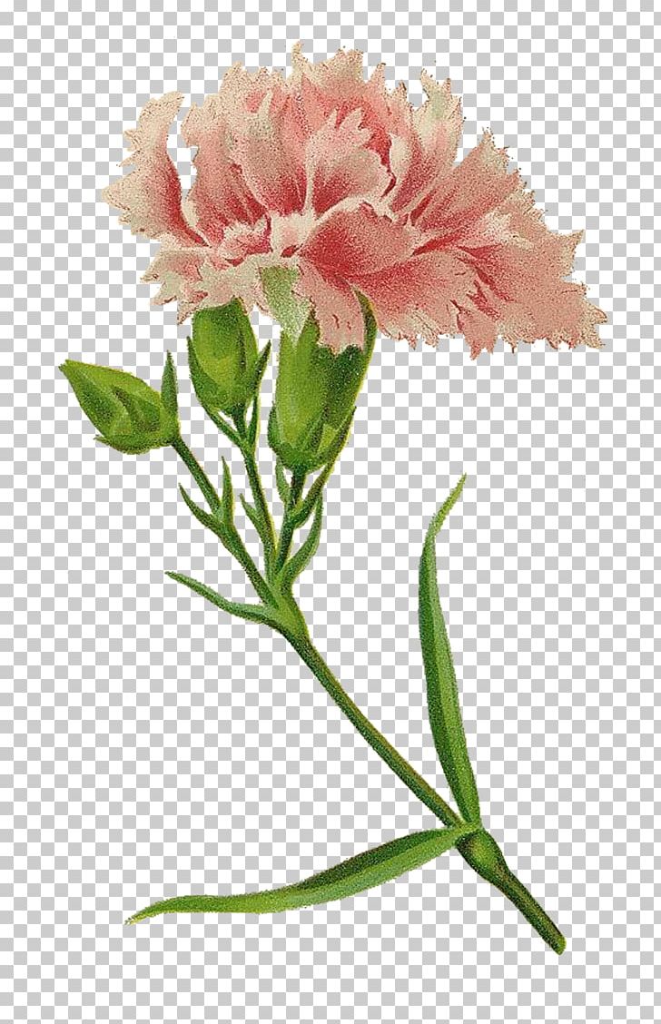 Carnation Pink Cut Flowers PNG, Clipart, Alstroemeriaceae, Annual Plant, Carnation, Carnation Pink, Dianthus Free PNG Download