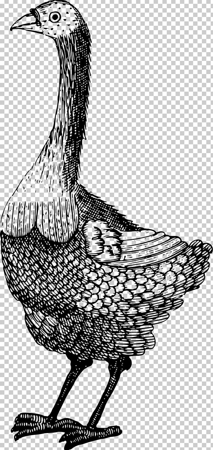 Water Bird Goose Duck PNG, Clipart, Anatidae, Animal, Animals, Art, Beak Free PNG Download
