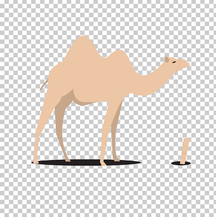 Dromedary Bactrian Camel Egypt PNG, Clipart, Al Ahly Sc Egypt, Ancient Egypt, Animal, Arab, Arabian Camel Free PNG Download