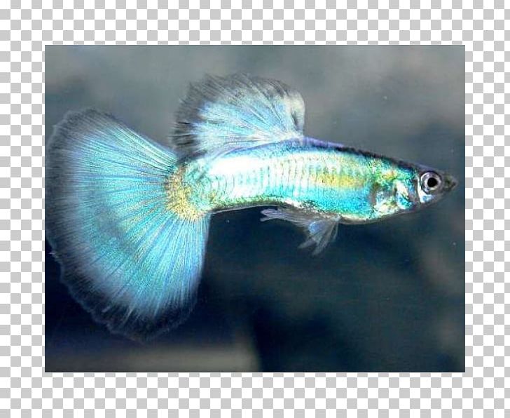 Guppy Breed Hybrid Aquarium Aretus PNG, Clipart, Aquarium, Aretus, Breed, Description, F1 Hybrid Free PNG Download