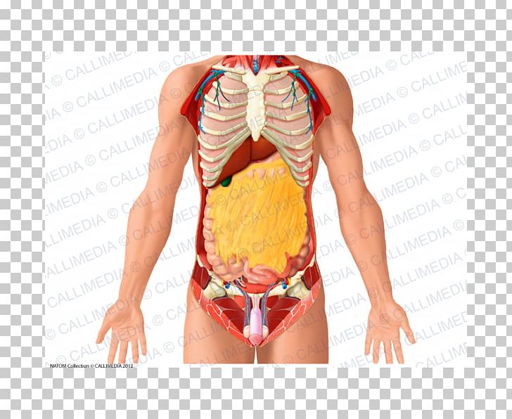 Human Anatomy Organ Thorax Abdomen PNG, Clipart, Abdomen, Abdomen Anatomy, Active Undergarment, Anatomy, Body Free PNG Download