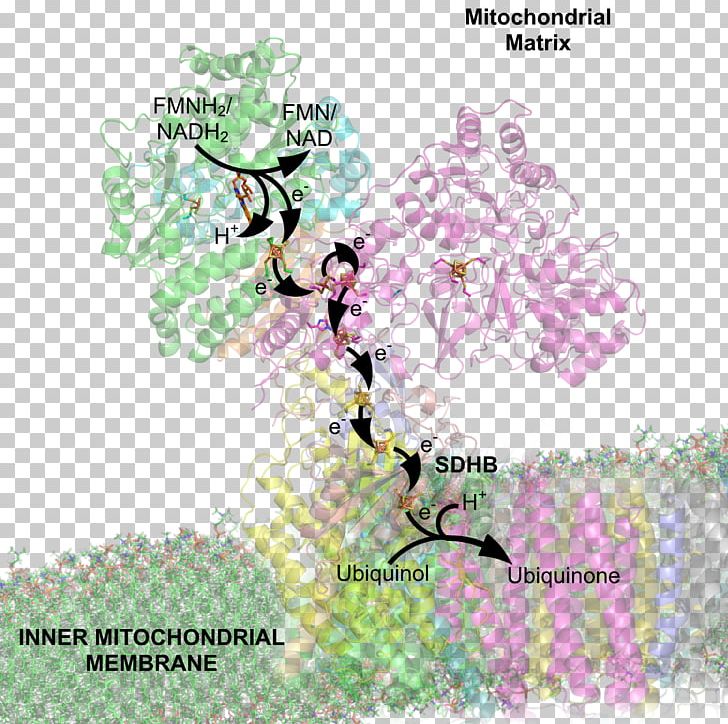 NADH:ubiquinone Oxidoreductase Succinate Dehydrogenase Nicotinamide Adenine Dinucleotide Arnas Katea PNG, Clipart, Arnas Katea, Branch, Electron, Flower, Map Free PNG Download