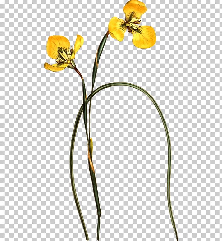 Flower Illustration Drawing PNG, Clipart, Art, Art Museum, Botany, Branch, Cut Flowers Free PNG Download