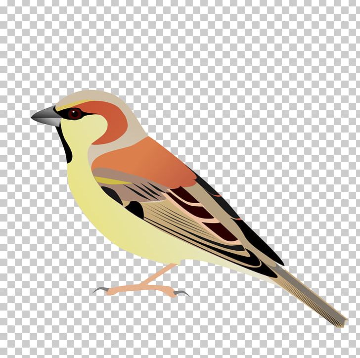 House Sparrow Plain-backed Sparrow Bird Sind Sparrow Somali Sparrow PNG, Clipart, Animals, Beak, Cape Sparrow, Fauna, Feather Free PNG Download