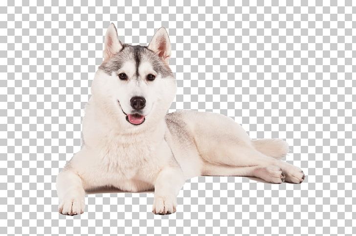 Miniature Siberian Husky Sakhalin Husky Alaskan Klee Kai Canadian Eskimo Dog PNG, Clipart, Alaskan Klee Kai, Alaskan Malamute, Animal, Animals, Canadian Eskimo Dog Free PNG Download