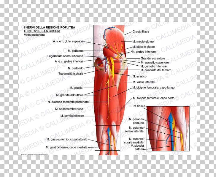 Nerve Knee Muscle Popliteal Fossa Popliteal Artery PNG, Clipart, Abdomen, Anatomy, Angle, Arm, Blood Vessel Free PNG Download