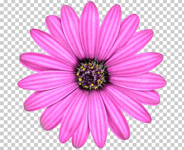 Stock Photography Common Daisy Flower Rose PNG, Clipart, Annual Plant, Aster, Chrysanths, Common Daisy, Cut Flowers Free PNG Download