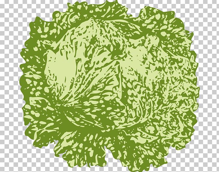 Iceberg Lettuce Salad Cabbage PNG, Clipart, Cabbage, Flower, Food, Graphic Design, Green Free PNG Download