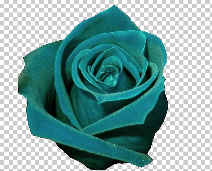 Garden Roses Lekvar Color Turquoise PNG, Clipart, Aqua, Blue, Color, Cut Flowers, Flower Free PNG Download