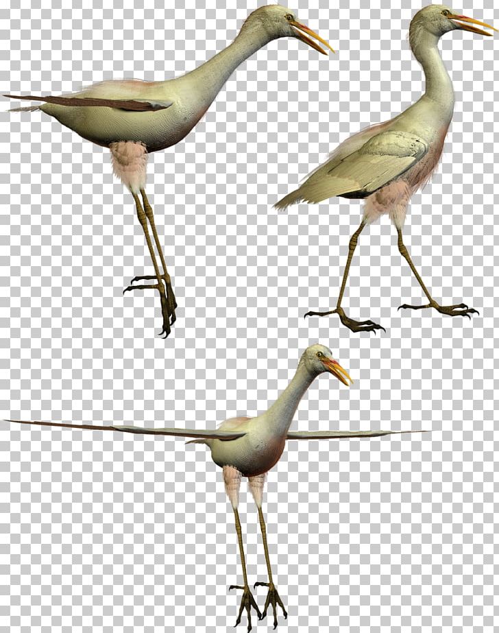 White Stork Bird Crane PhotoScape PNG, Clipart, Aist, Animals, Ardea, Beak, Bird Free PNG Download