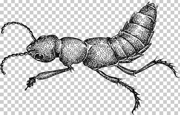 Ant Devil's Coach Horse Beetle Musical Composition Drawing PNG, Clipart, Animals, Ant, Arthropod, Beetle, Black And White Free PNG Download