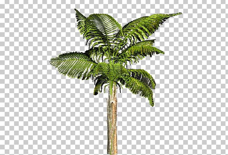 Attalea Speciosa Arecaceae Tree Coconut Houseplant PNG, Clipart, 583, 585, 586, Arecaceae, Arecales Free PNG Download