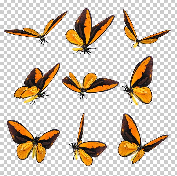 Butterfly Drawing Blog PNG, Clipart, Art, Arthropod, Blog, Brush Footed Butterfly, Color Free PNG Download