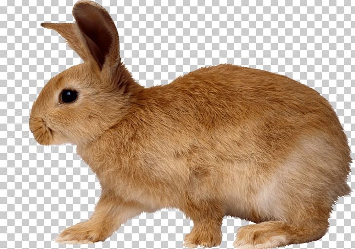 European Rabbit Cottontail Rabbit PNG, Clipart, Adorable, Angel Bunny, Animal, Animals, Biology Free PNG Download