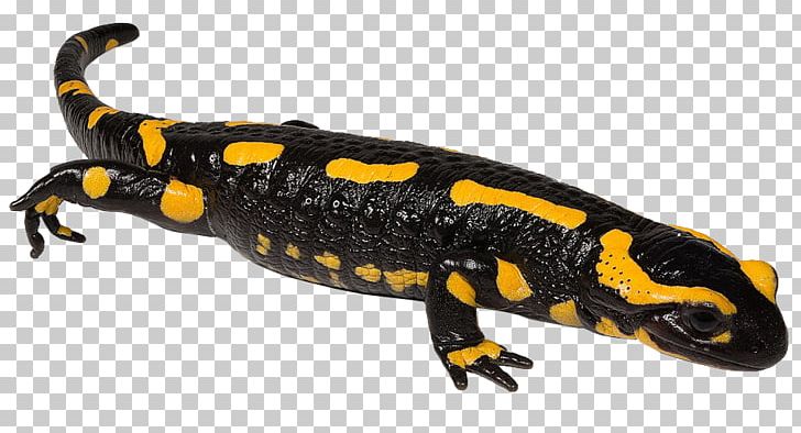 Newt Fire Salamander Spotted Salamander Spring Salamander Samandarin PNG, Clipart, Amphibians, Animal Figure, Bluespotted Salamander, European Fire Salamander, Fire Salamander Free PNG Download