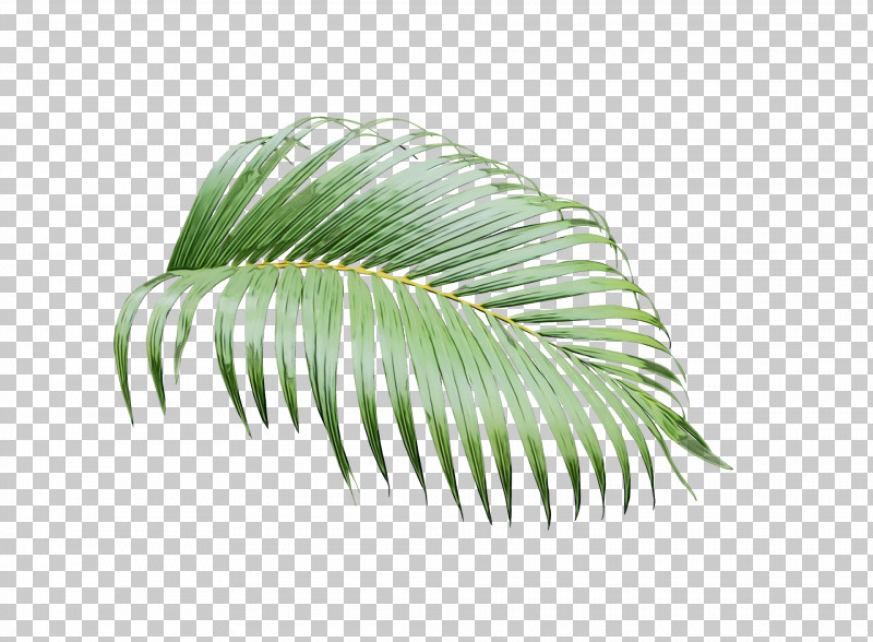 Palm Trees PNG, Clipart, Biology, Leaf, Paint, Palm Trees, Plants Free PNG Download