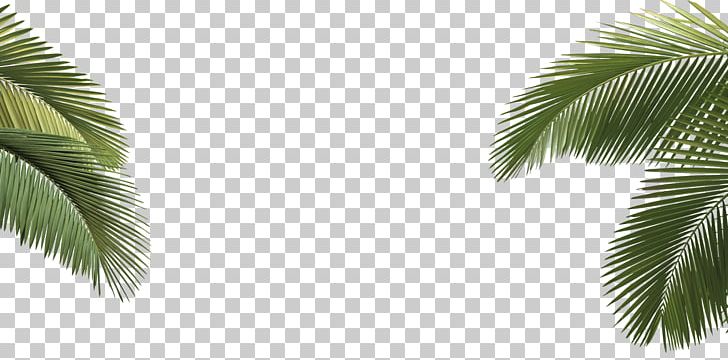 Arecaceae Asian Palmyra Palm Howea Forsteriana Tree Leaf PNG, Clipart, Arecaceae, Arecales, Asian Palmyra Palm, Borassus, Borassus Flabellifer Free PNG Download