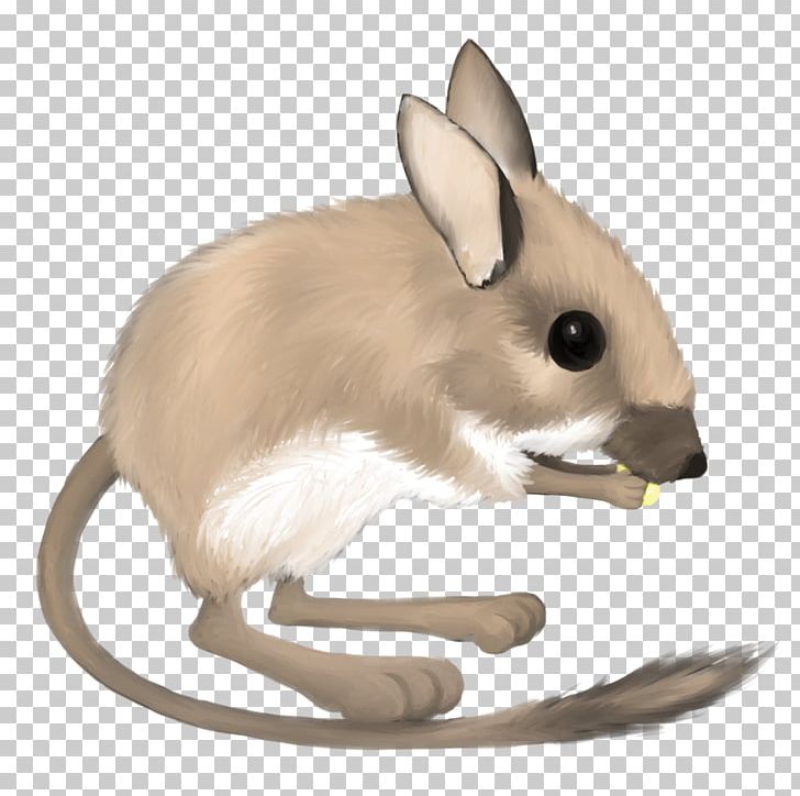 Desert Kangaroo Rat Mouse Merriam's Kangaroo Rat Ord's Kangaroo Rat PNG, Clipart, Animals, Desert Kangaroo Rat, Domestic Rabbit, Drawing, Fauna Free PNG Download