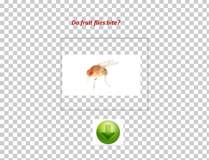 Mosquito Insect Common Fruit Fly Motherhealth LLC PNG, Clipart, Arthropod, Bite, California, Common Fruit Fly, Document Free PNG Download