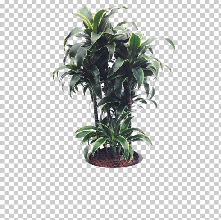 Tree Flowerpot Houseplant Evergreen Shrub PNG, Clipart, Arecales, Dracaena, Evergreen, Flowerpot, Houseplant Free PNG Download