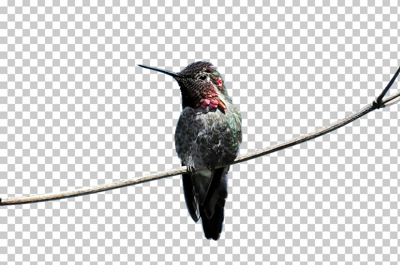 Bird PNG, Clipart, Beak, Bird, Hummingbird, Rubythroated Hummingbird, Rufous Hummingbird Free PNG Download
