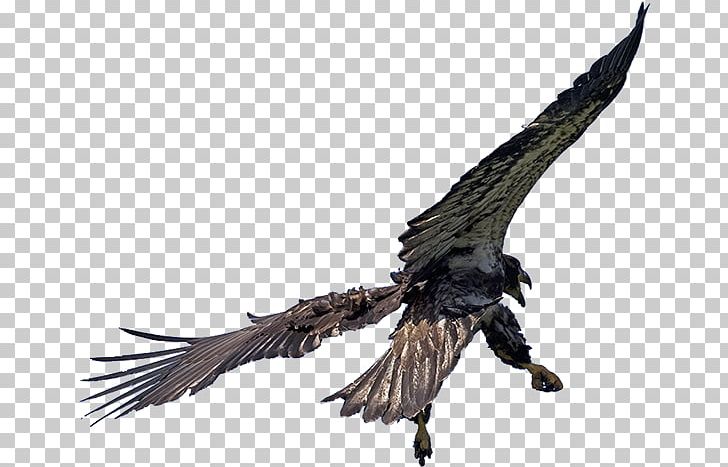 Bald Eagle Pacific Northwest Fauna Beak PNG, Clipart, Bald Eagle, Beak, Bird, Bird Of Prey, Eagle Free PNG Download