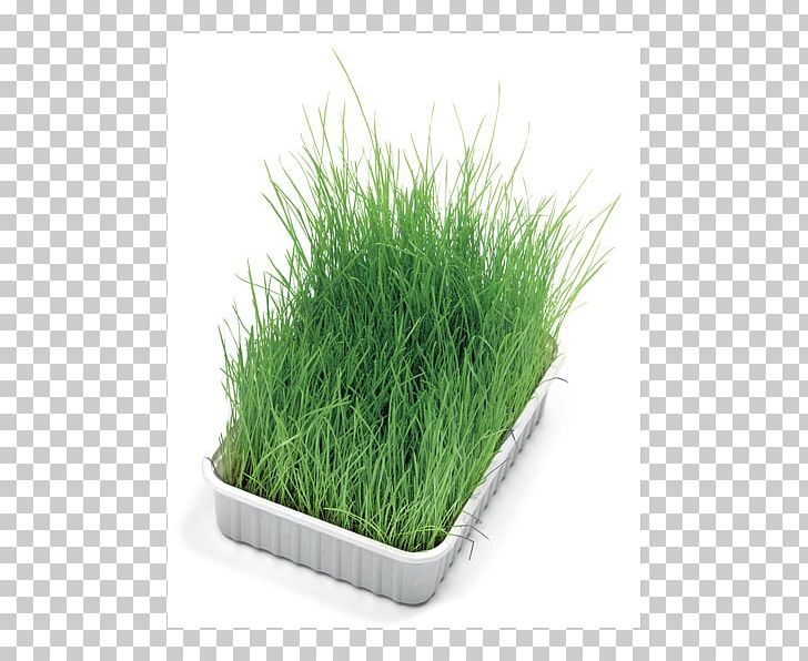 Cat Food HANSASHOP Grass Dog PNG, Clipart, Animals, Boulangerie Terre Vivante, Cat, Cat Food, Catnip Free PNG Download