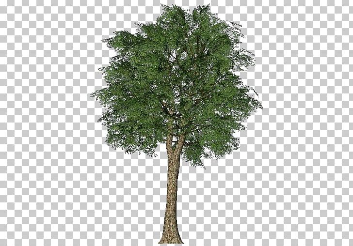 Fiddle-leaf Fig Branch Tree Oak Arecaceae PNG, Clipart, 3d Computer Graphics, 3d Modeling, Albero, Arecaceae, Branch Free PNG Download