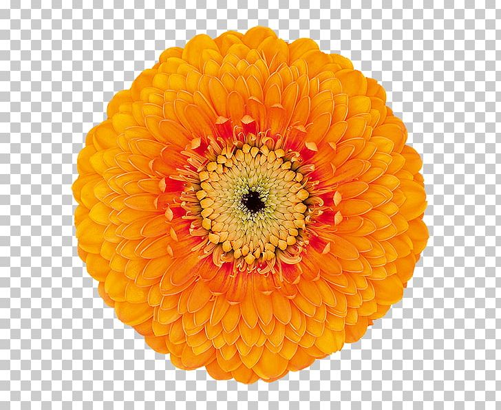 Transvaal Daisy Cut Flowers Chrysanthemum Orange PNG, Clipart, Blue, Calendula, Chrysanthemum, Chrysanths, Color Free PNG Download
