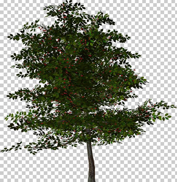 Tree Rendering PNG, Clipart, Branch, Clipping Path, Computer Icons, Desktop Wallpaper, Download Free PNG Download