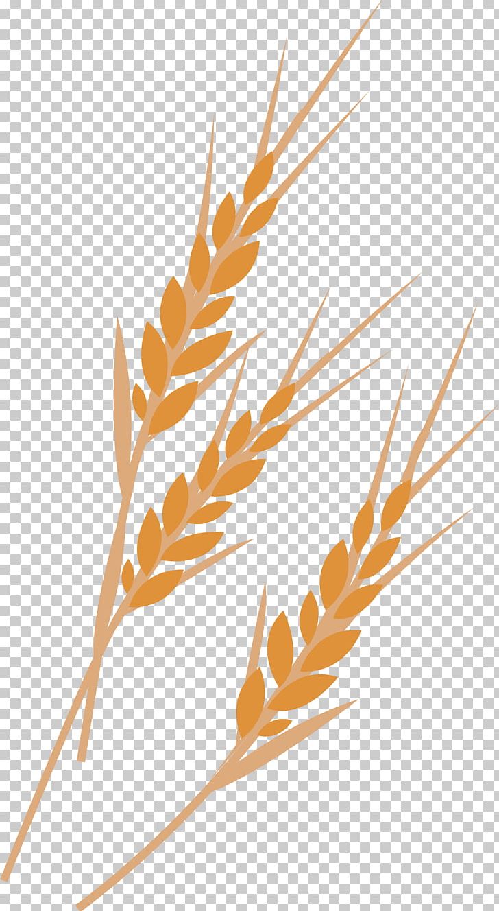 Wheat Euclidean PNG, Clipart, Branch, Cartoon, Commodity, Computer Graphics, Crop Free PNG Download