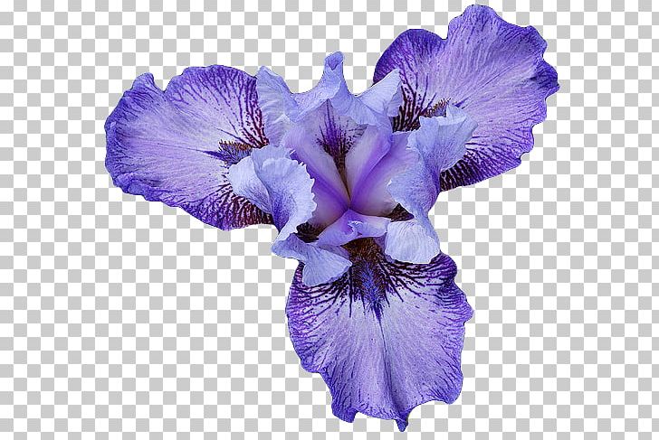 Northern Blue Flag Iris Flower Data Set PNG, Clipart, Blue Flag Iris, Color, Drawing, Flower, Flowering Plant Free PNG Download