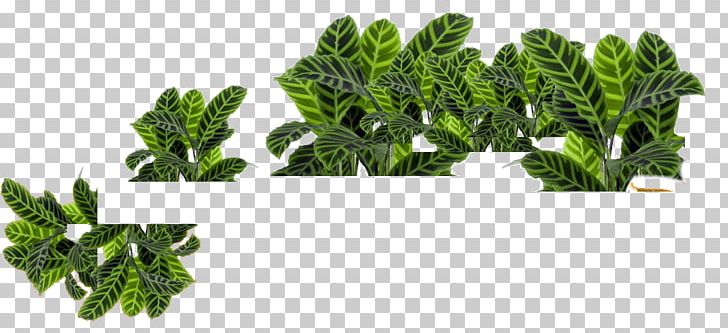 Plant Spinach PNG, Clipart, Animaatio, Boat Orchid, Chard, Cut Flowers, Floriculture Free PNG Download