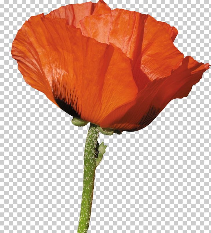 Poppy Wild Flowers Of America United States Floral Design PNG, Clipart, Catharanthus, Coquelicot, Cut Flowers, Floral Design, Flower Free PNG Download