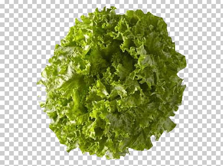 Romaine Lettuce Food Leaf Lettuce Salad Dressing Ranunculus Inundatus PNG, Clipart, Aquarium, Batavia, Food, Hemianthus Callitrichoides, Kale Free PNG Download