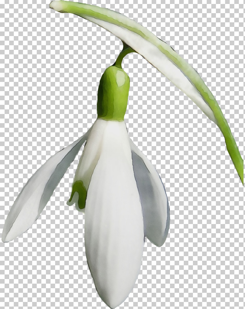 Galanthus Snowdrop Flower Plant Summer Snowflake PNG, Clipart, Amaryllis Family, Flower, Galanthus, Paint, Petal Free PNG Download