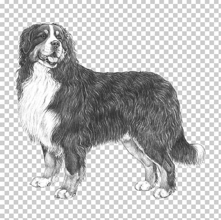 Dog Breed Bernese Mountain Dog Newfoundland Dog Appenzeller Sennenhund Rare Breed (dog) PNG, Clipart, Animals, Appenzeller Sennenhund, Bernese Mountain Dog, Black And White, Carnivoran Free PNG Download