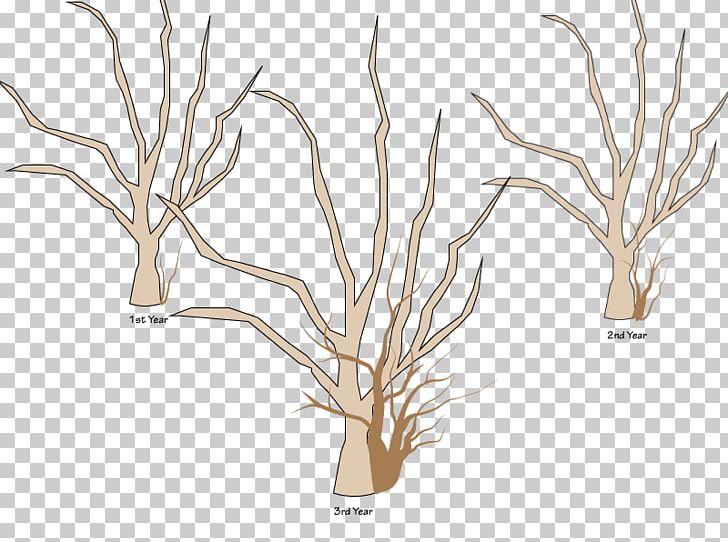 Tree Branch Woody Plant Apples Pruning PNG, Clipart, Apple, Apples, Basal Shoot, Branch, Commodity Free PNG Download
