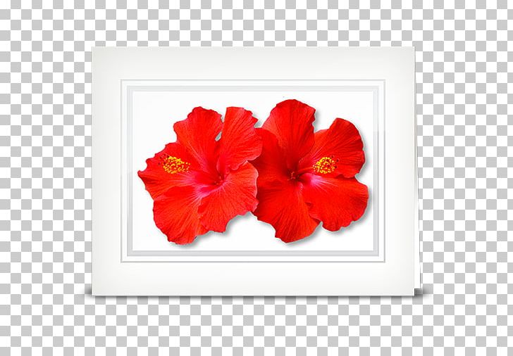 Flower Petal Gardenia Seed Hibiscus PNG, Clipart, Cottage, Family, Flower, Flowering Plant, Gardenia Free PNG Download