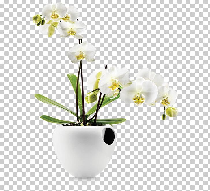 Orchids Plant Flowerpot Watering Cans PNG, Clipart, Amazoncom, Artek, Artificial Flower, Branch, Church Of Caucasian Albania Free PNG Download