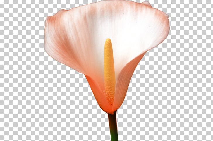 Cut Flowers Petal Plant Stem PNG, Clipart, Callalily, Closeup, Closeup, Cut Flowers, Flower Free PNG Download