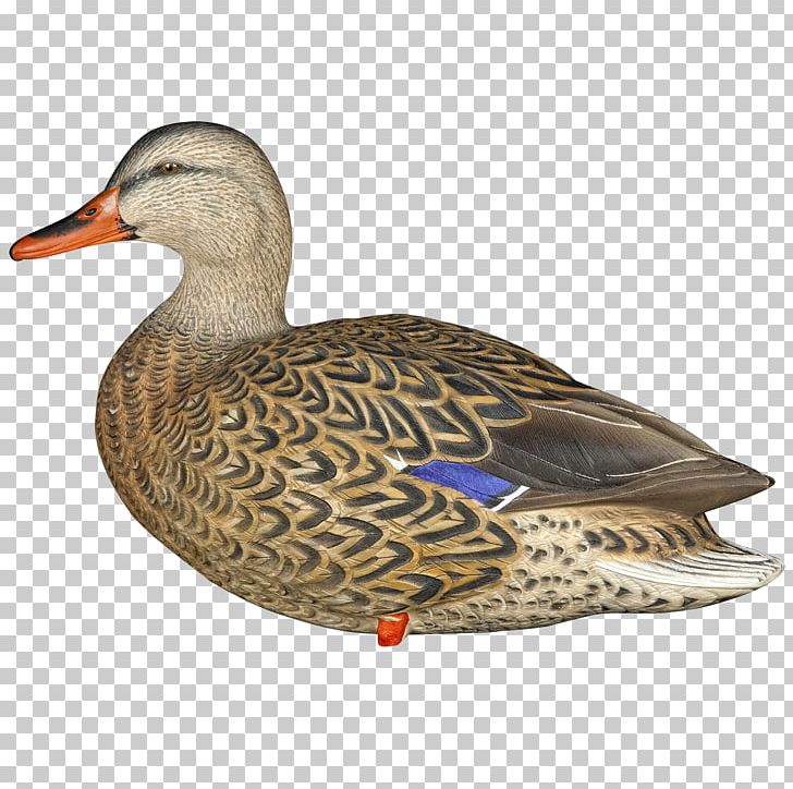 Mallard Duck Decoy Swan Goose PNG, Clipart, American Black Duck, Anatidae, Animals, Beak, Bird Free PNG Download
