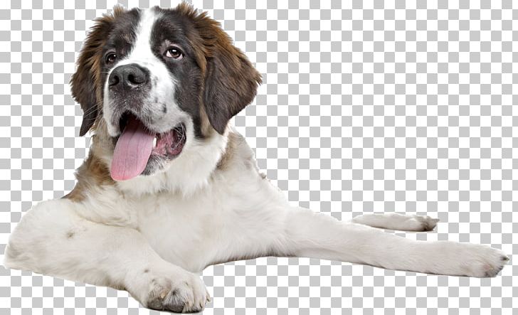 St. Bernard Puppy Great Dane English Mastiff Stock Photography PNG, Clipart, Animal, Animals, Breed, Companion Dog, Dog Free PNG Download