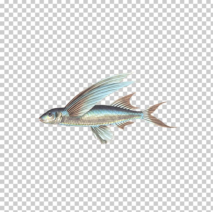 Fish PNG, Clipart, Animal, Animals, Catfish, Computer Icons, Download Free PNG Download