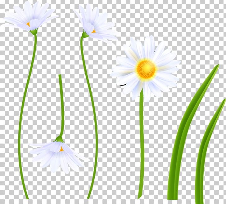 Flora Wildflower Petal Photography PNG, Clipart, Albom, Author, Cicek, Daisy, Flora Free PNG Download