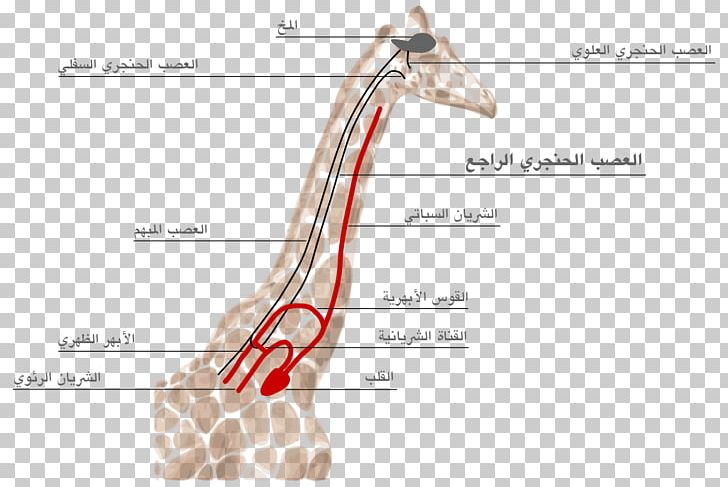Giraffe Recurrent Laryngeal Nerve Superior Laryngeal Nerve Larynx PNG, Clipart, Anatomy, Angle, Animals, Arm, Brain Free PNG Download