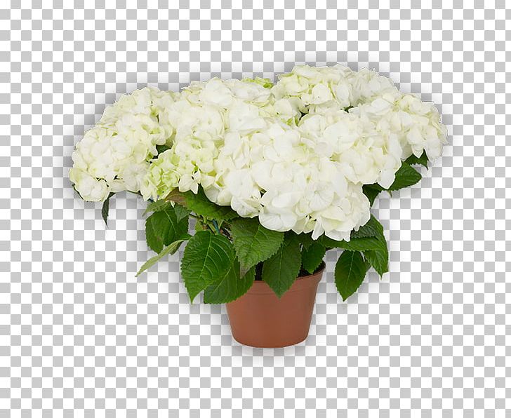 Hydrangea Cut Flowers Floral Design Plant PNG, Clipart, Cornales, Cut Flowers, Floral Design, Floristry, Flower Free PNG Download