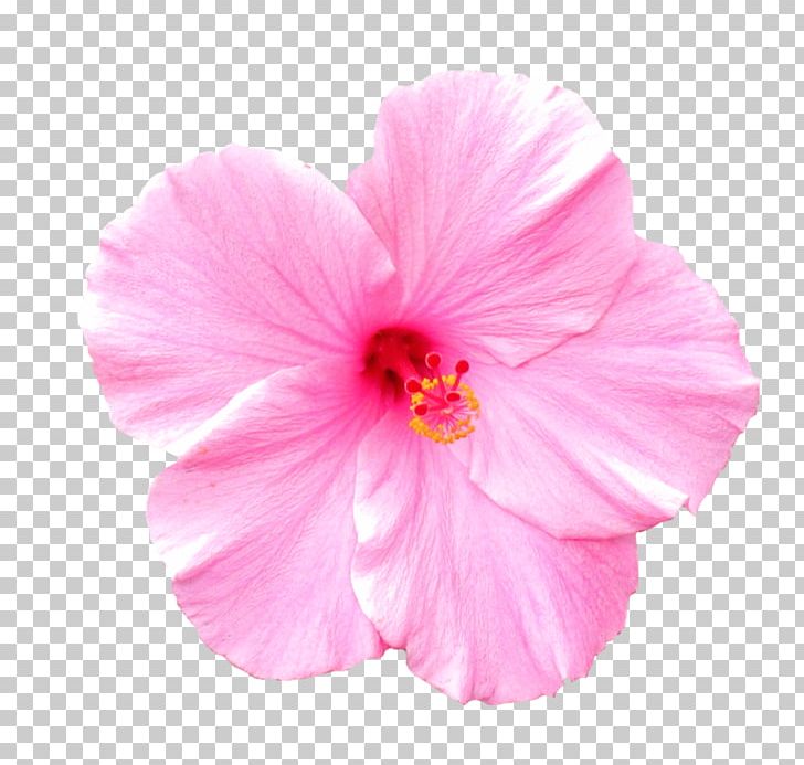Pink Flowers Rose PNG, Clipart, Annual Plant, China Rose, Chinese Hibiscus, Color, Drawing Free PNG Download